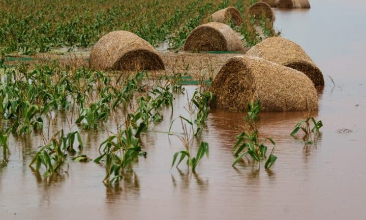 Hay bales sit in a flooded corn field