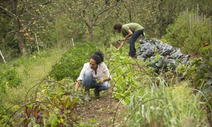 A man and a woman harvest food from rows of abundant and diverse crops