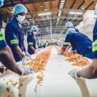 Food processing workers sorting food on a conveyor belt