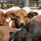 Cattle on a feedlot