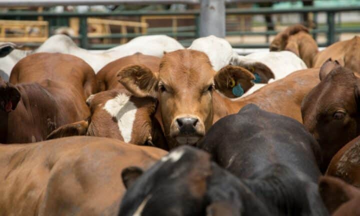 Cattle on a feedlot