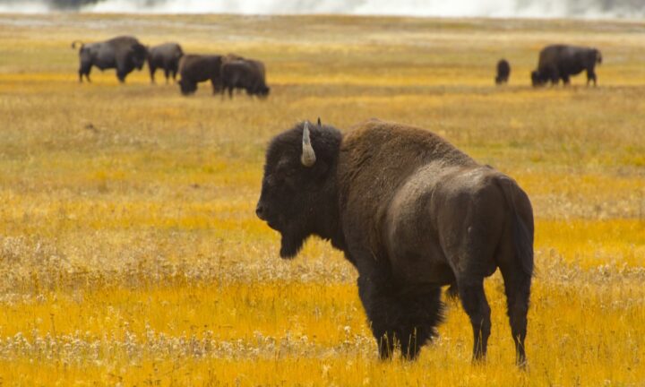 A bison stands in a field of summer grasses near Yellowstone park.